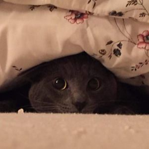 Meet your Posher, Loretta